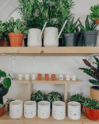 Fort Worth S Specialty Plant Shop Grow Plant Shop Growing Plants Plants Plant Lady