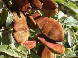 Image result for Millettia grandis