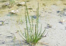 Image result for Juncaginaceae