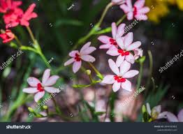 Image result for Freesia laxa