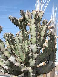 Image result for Euphorbia unicornis