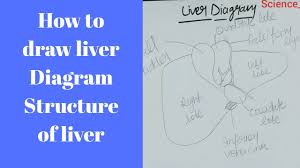 Here are a few reminders: How To Draw Liver Liver Diagram By Chetan Pachauri Youtube