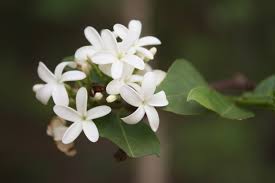 Image result for Holarrhena floribunda