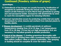 We did not find results for: Powdery Mildew Of Grape Prezentaciya Doklad