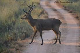 Worlds Top 15 Largest Species Of Deer And Antelope