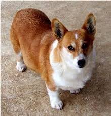 Black And Brown Corgi Arkansas Corgis Snow White Female Pembroke Welsh Corgi Corgi Corgi Dog Pembroke Welsh Corgi