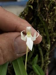 Image result for Jumellea walleri