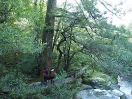 グリーンメッセンジャー屋久島