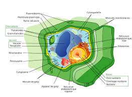 Check spelling or type a new query. File Plant Cell Structure Fr Svg Wikimedia Commons