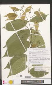 Image result for Baissea