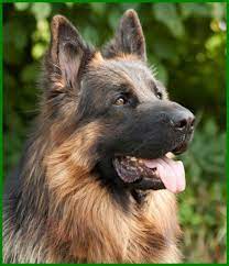askan reinrassiger langhaariger schaferhund 2 jahre tierhi in bayern lauf a d pegnitz mischlinge un welpen kaufen briard welpen deutsch schaferhunde