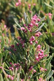 Lavendelheide Echte Behaarte Rosmarinheide Andromeda Glaucophylla Baumschule Horstmann Lavendel Zwergstraucher Pflanzen