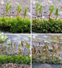 Maybe you would like to learn more about one of these? The Evolution Of The Stomatal Apparatus Intercellular Spaces And Sporophyte Water Relations In Bryophytes Two Ignored Dimensions Philosophical Transactions Of The Royal Society B Biological Sciences