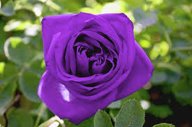 بنفسجي 2016 Photos Word 2016 Purple Roses Purple Flowers Rose