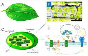 They contain a double membrane, which has two layers that serve different functions. A A Typical Plant Leaf B Chloroplasts Inside The Plant Cells The Download Scientific Diagram