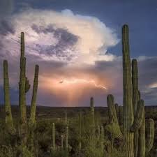 Want to purchase a saguaro cactus? Saguaro Cactus Seeds Carnegiea Gigantea Prijs 1 80