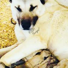 Ayaz Bey Altinkangal Ciftligi Altin Kangal Ciftligi Official Instagram Fotograflari Ve Videolari Kopek Instagram Fotograf