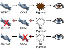 How Blue Eyed Parents Can Have Brown Eyed Children