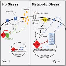 Cdk8 Regulates Insulin Secretion And Mediates Postnatal And