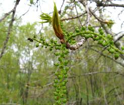 Image result for Populus