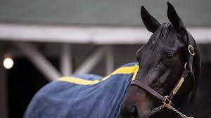 The kentucky horse racing commission received a complaint this week from a group of human. Vhjhwdny8t 73m