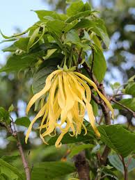 Image result for Cananga