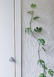 จริงๆ แล้ว มอนสเตอร่าไจแอ้น ก็คือ monstera deliciosa (มอนสเตอร่า เดลิซิโอซ่า) ที่เรารู้จักกัน ส่วนมอนสเตร่าแบบเลื้อยคือ monstera borsigiana (มอนสเตอ. Plantshub Ep2 1 à¸£à¸°à¸§ à¸‡à¸¡à¸­à¸™à¸ªà¹€à¸•à¸­à¸£ à¸²à¸›à¸¥à¸­à¸¡ à¸•à¸­à¸™à¸— 2