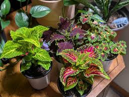 Image result for Coleus shirensis