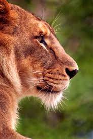 Female Lion Profile Female Lion Lion Profile Lioness Tattoo