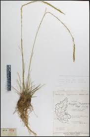 Image result for Tripogon