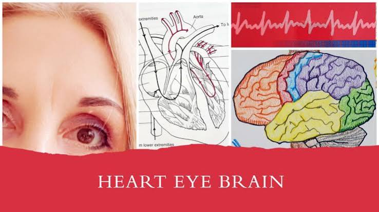 The Amazing Connection between the Heart, Eyes, and the Brain