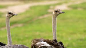 An ostrich can kick with a force of about 2,000 pounds per square inch that is 141 kg per square cm. Ostrich San Diego Zoo Animals Plants