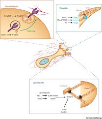 View the profiles of professionals named tobias zech on linkedin. Actin Based Cell Protrusion In A 3d Matrix Trends In Cell Biology