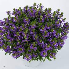 Image result for Scaevola