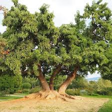 Image result for Phytolacca dioica