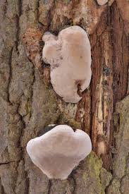 Image result for Phellinus igniarius