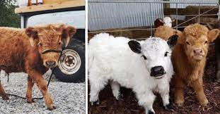 There Are Fluffy Miniature Cows You Can Own As A Pet And They Are Adorable