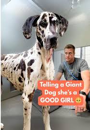 Image result for invalid dog wheelset