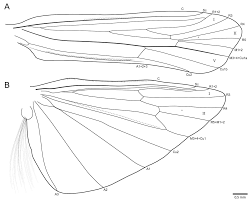 Taxonomy 