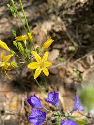 Image result for Triceratella