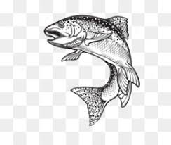 Check spelling or type a new query. Rainbow Trout Png Rainbow Trout Fish Rainbow Trout Drawing Cleanpng Kisspng