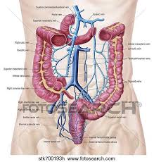 A collection of articles covering abdominal anatomy, including abdominal wall anatomy and a collection of anatomy notes covering the key anatomy concepts that medical students need to learn. Anatomy Of Human Abdominal Vein System Drawing Stk700193h Fotosearch