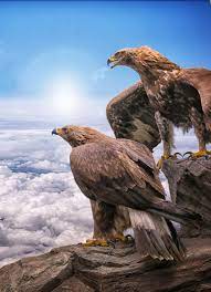 Eagle Wallpaper 4k Iphone Mywallpapers Site In 2020 Eagle Wallpaper Animal Wallpaper Eagle Pictures