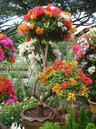 Check spelling or type a new query. Free Shipping 10pcs Mix Color Bougainvillea Spectabilis Willd Seeds Bonsai Flower Plant Seeds Flowers Flower Planting Flowers Bonsai Flower Potted Geraniums