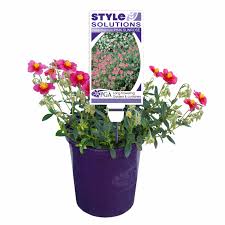 Check spelling or type a new query. 140mm Helianthemum Pink Sunrose Helianthemum Nummularium Bunnings Australia