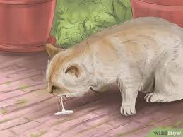 Ubat cacing dan ubat kutu kucing adalah perkara pertama yang perlu diberikan apabila membawa pulang anak kucing jalanan. 4 Cara Untuk Mengobati Cacingan Kucing Anda Wikihow
