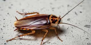 Características de la cucaracha alemana para identificarla