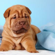 Expect to pay less for a puppy without. Miniature Shar Pei Puppies For Sale
