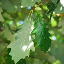 Image result for white oak leaf