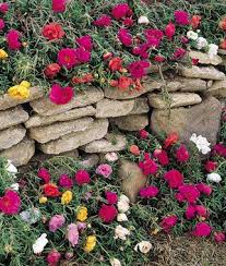 Tutte le info su proprietà e coltivazione dei tutte le info su proprietà e coltivazione dei fiori di portulaca. Portulaca Sundial Hybrid Mix Plants Portulaca Flowers Annual Flowers